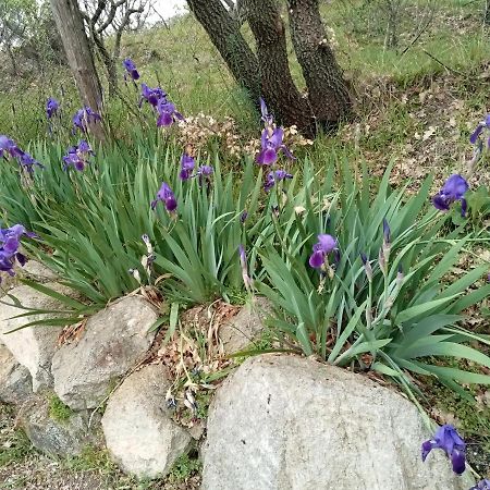 לינה וארוחת בוקר ויטרבו La Staccionata Bianca מראה חיצוני תמונה